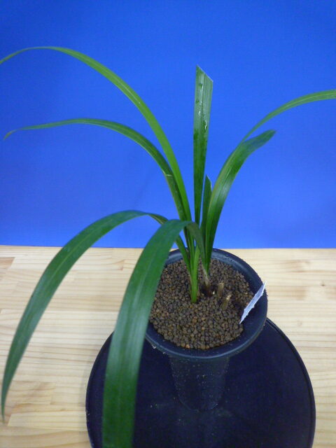 大遠目(だいとおめ)更紗梅弁舌大 長崎県産