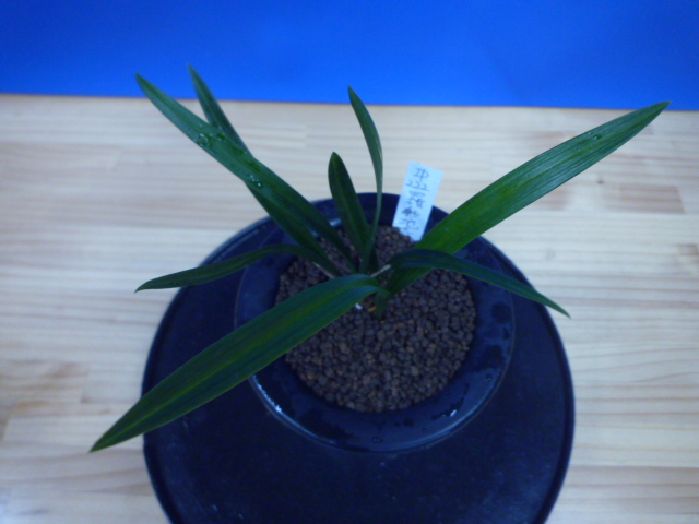 羅紗地チャボ(らしゃじちゃぼ)未開花