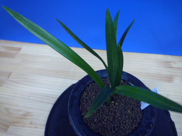 羅紗地チャボ(らしゃじちゃぼ)未開花