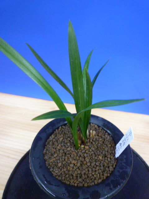 羅紗地チャボ(らしゃじちゃぼ)未開花