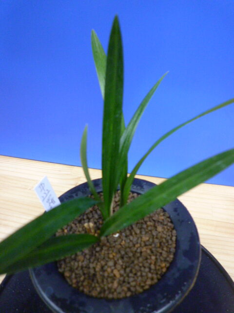 羅紗地チャボ(らしゃじちゃぼ)未開花