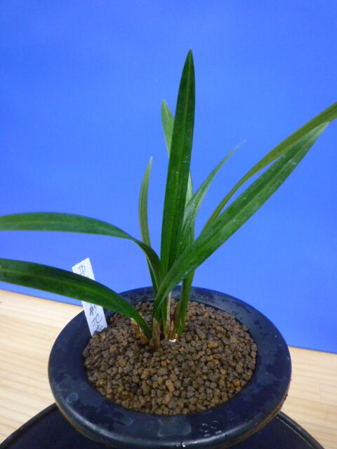 羅紗地チャボ(らしゃじちゃぼ)未開花