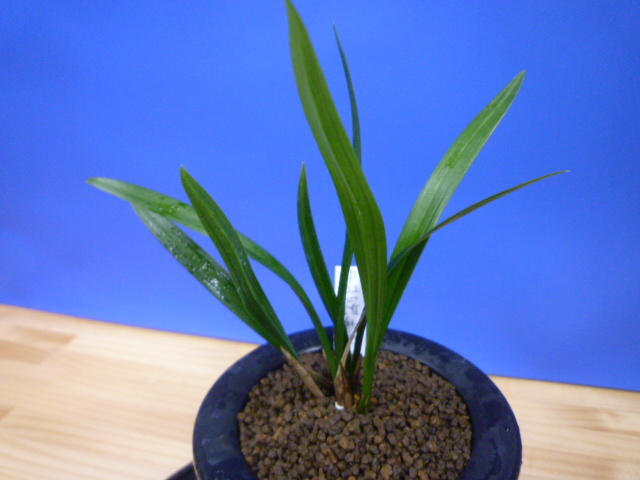 羅紗地チャボ(らしゃじちゃぼ)未開花