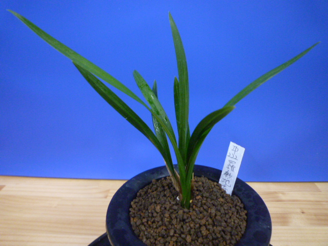 羅紗地チャボ(らしゃじちゃぼ)未開花