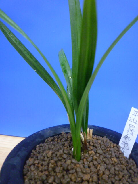 羅紗地チャボ(らしゃじちゃぼ)未開花