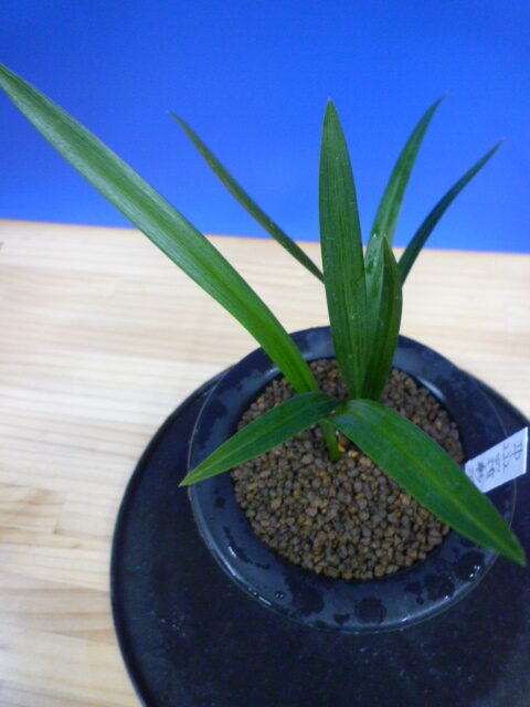 羅紗地チャボ(らしゃじちゃぼ)未開花