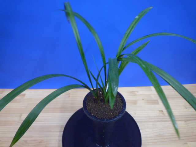 酒吞童子(しゅてんどうじ)奇花 高知県産