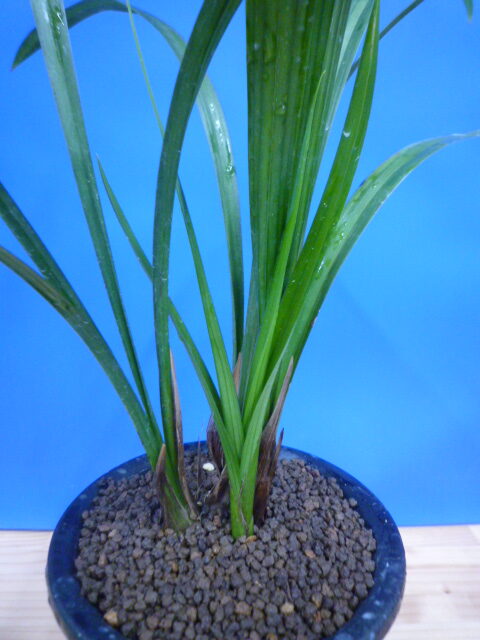 酒吞童子(しゅてんどうじ)奇花 高知県産