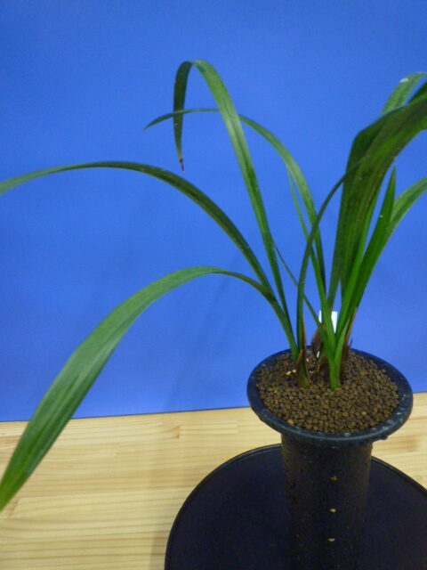 酒吞童子(しゅてんどうじ)奇花 高知県産