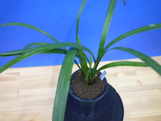 酒吞童子(しゅてんどうじ)奇花 高知県産