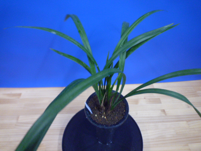 酒吞童子(しゅてんどうじ)奇花 高知県産