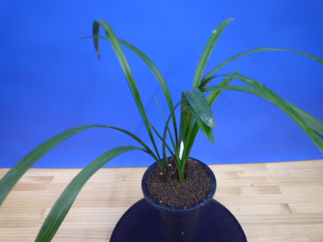 酒吞童子(しゅてんどうじ)奇花 高知県産