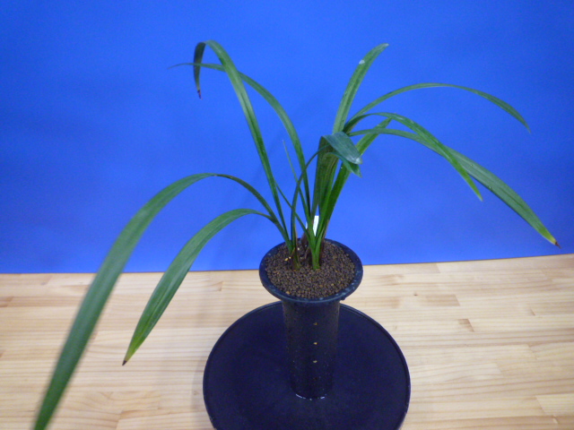 酒吞童子(しゅてんどうじ)奇花 高知県産