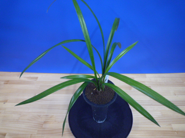 黒鈴 (くろすず) 青梅弁チャボ 高知県産