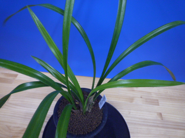 黒鈴 (くろすず) 青梅弁チャボ 高知県産