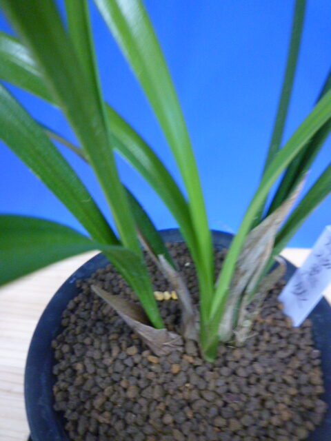 黒鈴 (くろすず) 青梅弁チャボ 高知県産