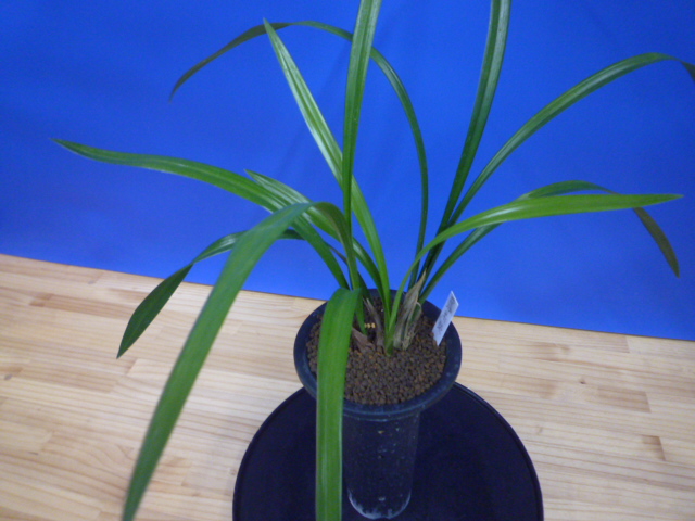 黒鈴 (くろすず) 青梅弁チャボ 高知県産