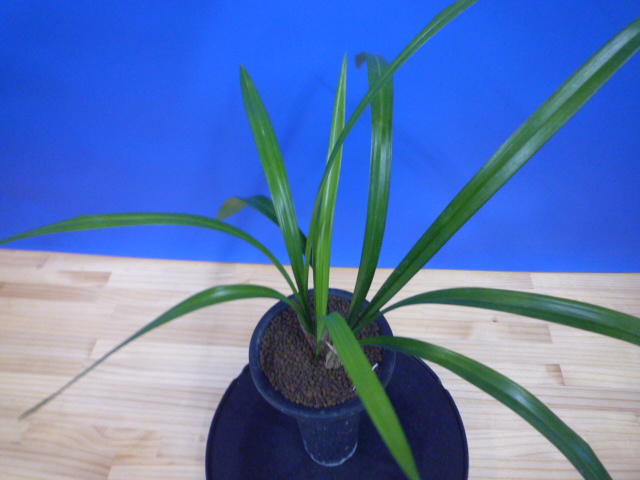 黒鈴 (くろすず) 青梅弁チャボ 高知県産