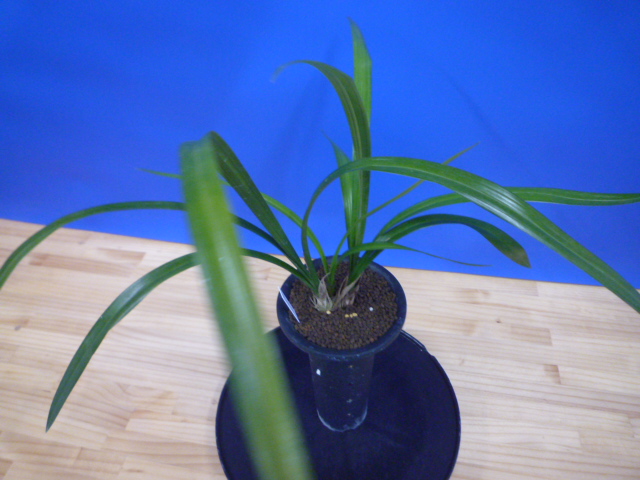 黒鈴 (くろすず) 青梅弁チャボ 高知県産