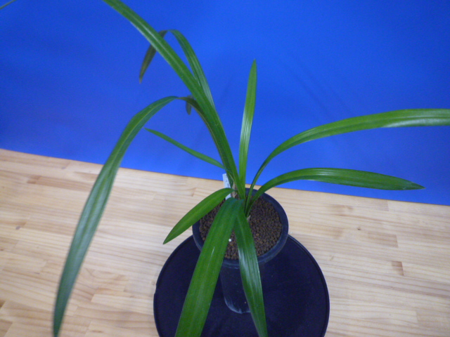 黒鈴 (くろすず) 青梅弁チャボ 高知県産