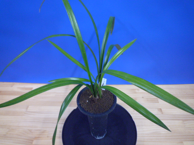 黒鈴 (くろすず) 青梅弁チャボ 高知県産