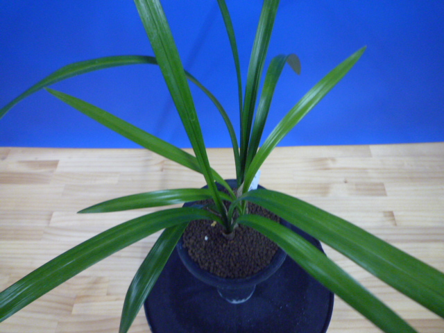 黒鈴 (くろすず) 青梅弁チャボ 高知県産