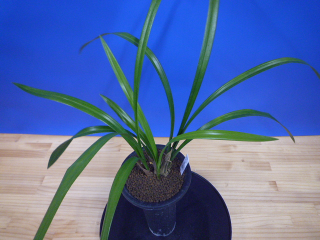 黒鈴 (くろすず) 青梅弁チャボ 高知県産