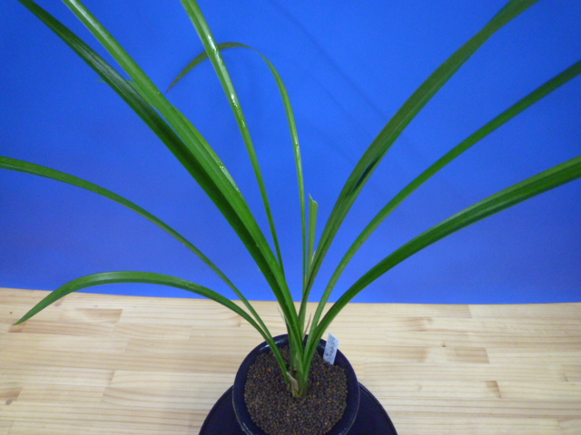 極楽鳥×天神　交配種　未開花