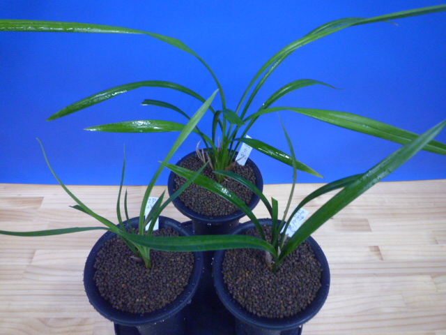 交配種 未開花お楽しみ3鉢セット