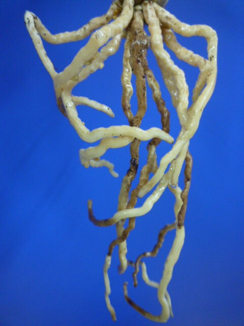 無名 青一文字大輪白大舌 上花 交配種