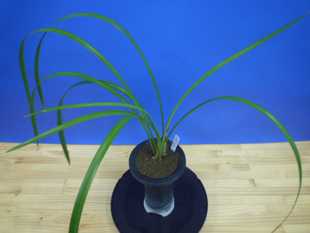 無名 青一文字大輪白大舌 上花 交配種