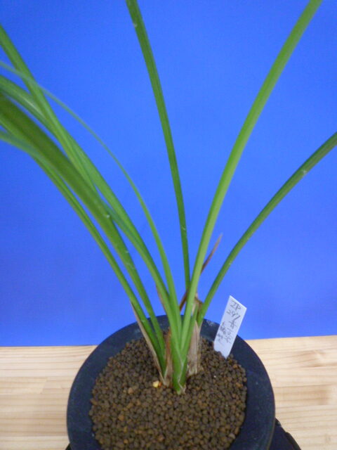 無名 青一文字大輪白大舌 上花 交配種