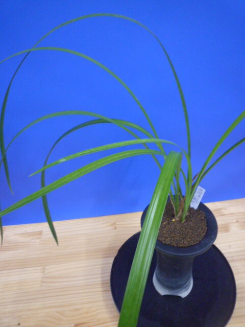 無名 青一文字大輪白大舌 上花 交配種