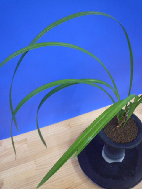 無名 青一文字大輪白大舌 上花 交配種