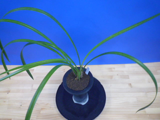 無名 青一文字大輪白大舌 上花 交配種