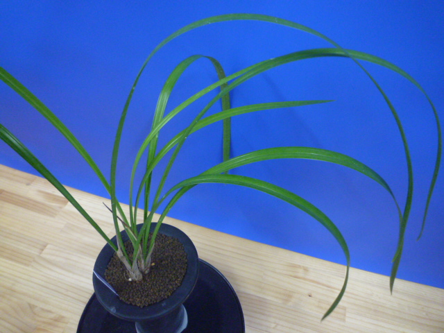 無名 青一文字大輪白大舌 上花 交配種