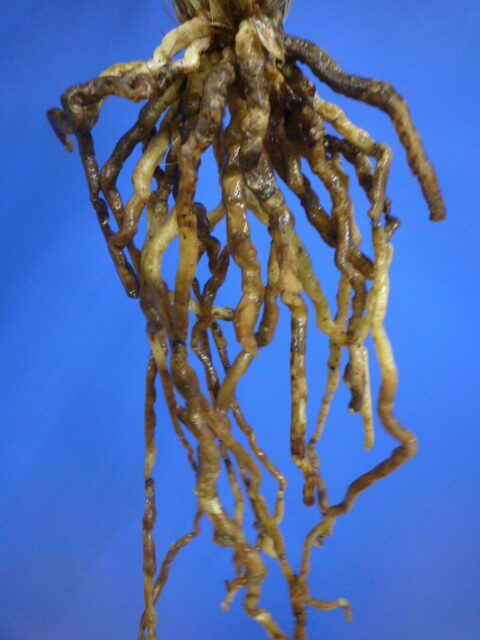 王光(おうこう)濃紅 和歌山県産