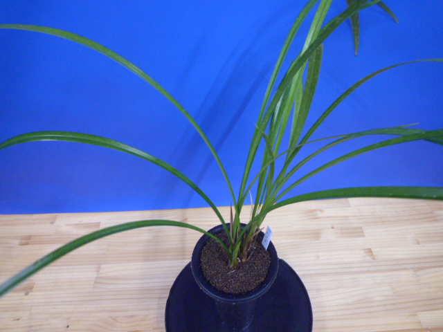 王光(おうこう)濃紅 和歌山県産