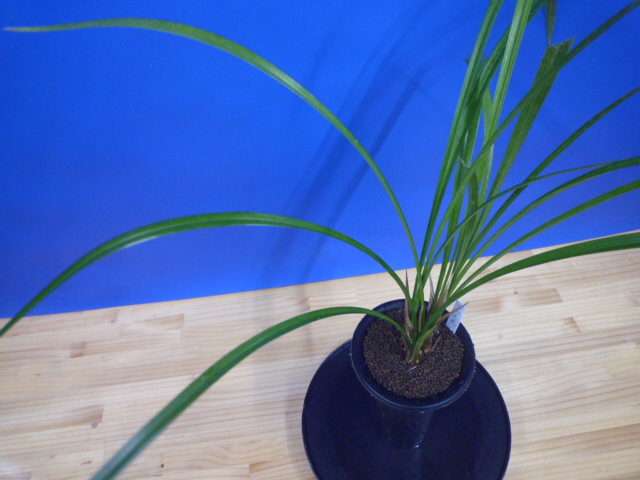 王光(おうこう)濃紅 和歌山県産