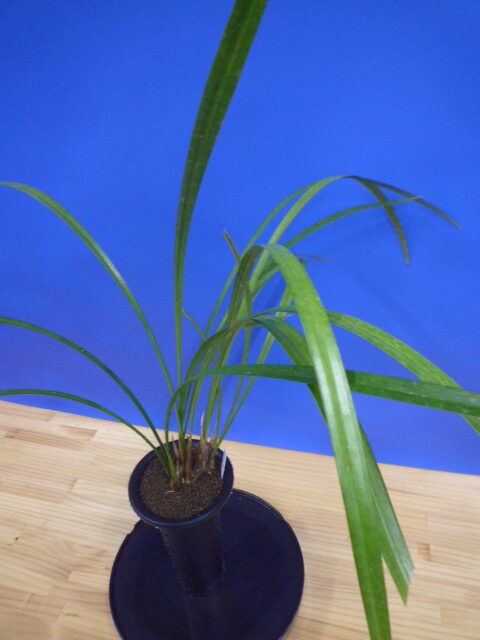 王光(おうこう)濃紅 和歌山県産