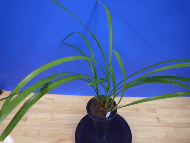 王光(おうこう)濃紅 和歌山県産