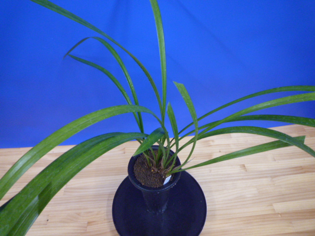 王光(おうこう)濃紅 和歌山県産