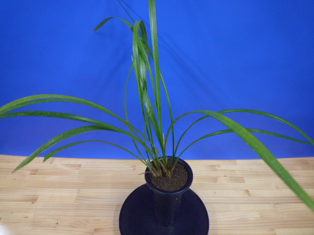 王光(おうこう)濃紅 和歌山県産