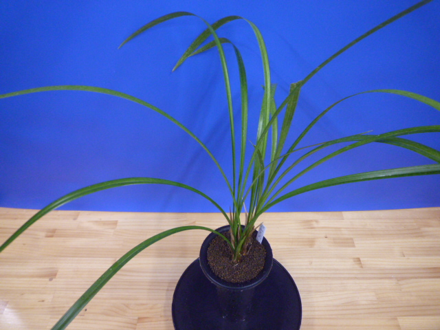 王光(おうこう)濃紅 和歌山県産