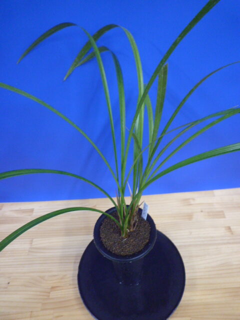 王光(おうこう)濃紅 和歌山県産