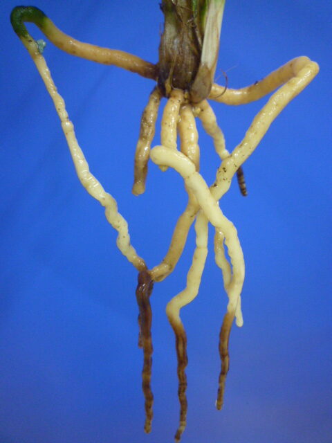 旭天(きょくてん) 濃紅 高知県払越産