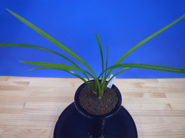 旭天(きょくてん) 濃紅 高知県払越産