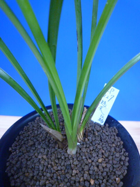 旭天(きょくてん) 濃紅 高知県払越産