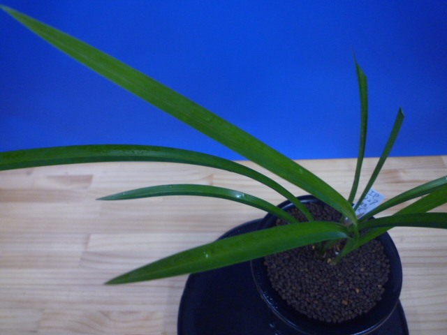 旭天(きょくてん) 濃紅 高知県払越産