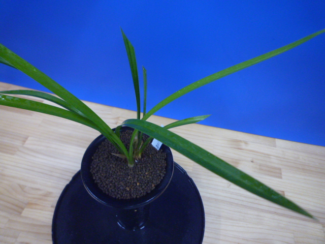 旭天(きょくてん) 濃紅 高知県払越産